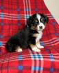 Small Photo #6 Miniature American Shepherd Puppy For Sale in BONAIRE, GA, USA