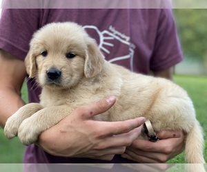 Golden Retriever Puppy for sale in PRINCEVILLE, IL, USA