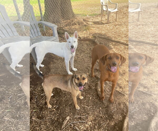 Medium Photo #14 Mutt Puppy For Sale in San Diego, CA, USA