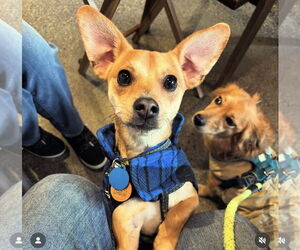 Chihuahua-Unknown Mix Dogs for adoption in Bellevue, WA, USA