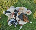 Small #13 Miniature Bernedoodle