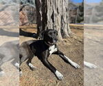 Small Labrador Retriever Mix