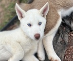 Puppy ANGEL Siberian Husky