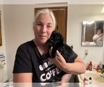 Small Photo #13 Schweenie Puppy For Sale in DOTHAN, AL, USA