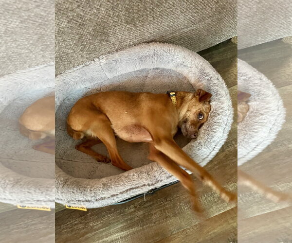 Medium Photo #5 Chihuahua-Unknown Mix Puppy For Sale in Brooklyn Center, MN, USA