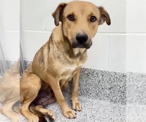 Medium Photo #2 Labrador Retriever-Unknown Mix Puppy For Sale in Houston, TX, USA