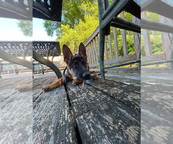 Medium Photo #3 German Shepherd Dog Puppy For Sale in AUGUSTA, GA, USA