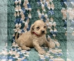 Small Photo #7 Australian Labradoodle Puppy For Sale in MACON, IL, USA