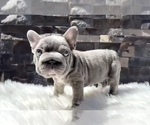 Small #4 French Bulldog