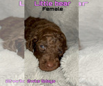 Small Photo #6 Goldendoodle Puppy For Sale in LIBERTY, TX, USA