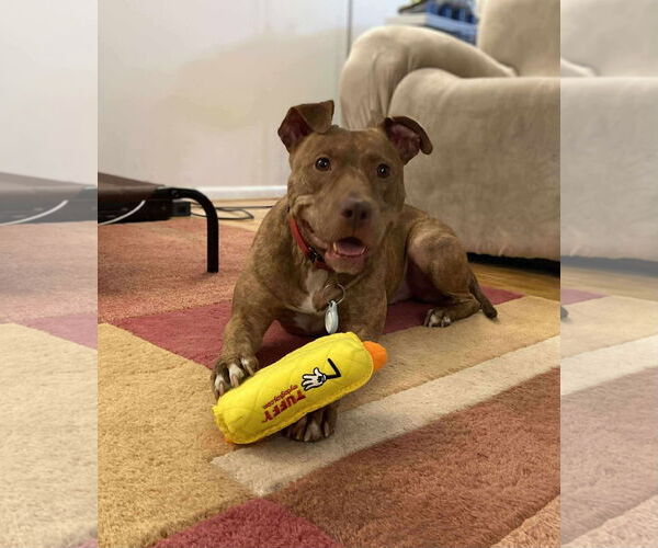 Medium Photo #14 American Pit Bull Terrier-Unknown Mix Puppy For Sale in Derwood, MD, USA