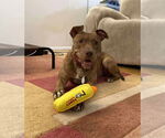 Small #13 American Pit Bull Terrier Mix