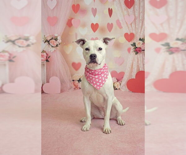 Medium Photo #2 Mutt Puppy For Sale in Belleville, IL, USA