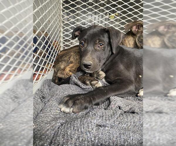 Medium Photo #1 Labrador Retriever Puppy For Sale in Bakersfield, CA, USA