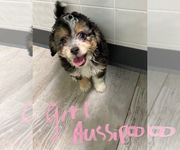 Medium Photo #1 Australian Shepherd-Poodle (Toy) Mix Puppy For Sale in CLARE, IL, USA