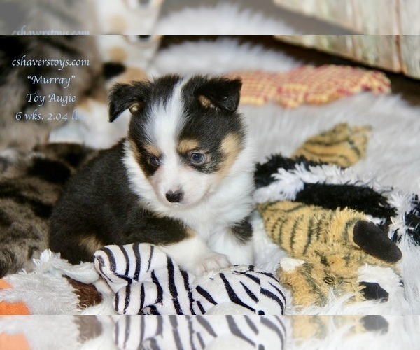 Medium Photo #2 Aussie-Corgi-Miniature Australian Shepherd Mix Puppy For Sale in LIND, WA, USA