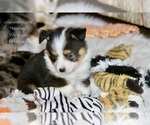 Small Photo #2 Aussie-Corgi-Miniature Australian Shepherd Mix Puppy For Sale in LIND, WA, USA