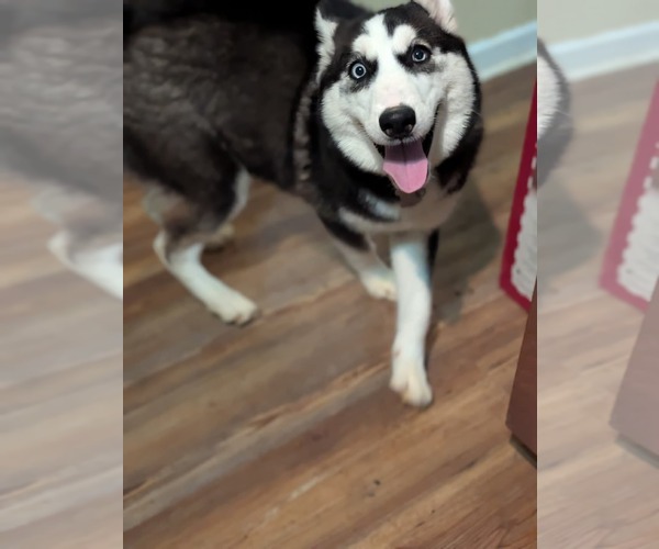 Medium Photo #9 Siberian Husky-Unknown Mix Puppy For Sale in Holly Springs, NC, USA