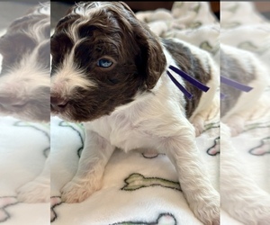 Aussiedoodle Puppy for sale in EL CAJON, CA, USA