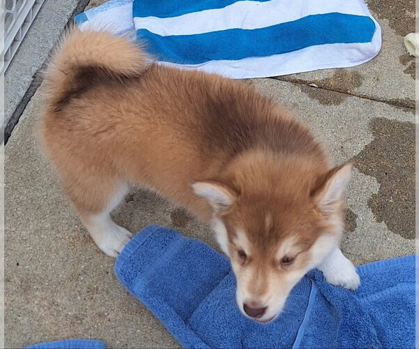 Medium Photo #2 Siberian Husky Puppy For Sale in House Springs, MO, USA