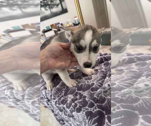 Medium Photo #18 Siberian Husky-Unknown Mix Puppy For Sale in Holly Springs, NC, USA