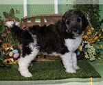 Small Photo #2 Poodle (Standard) Puppy For Sale in HUTCHINSON, KS, USA