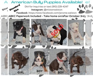 American Bully Puppy for Sale in CENTREVILLE, Virginia USA