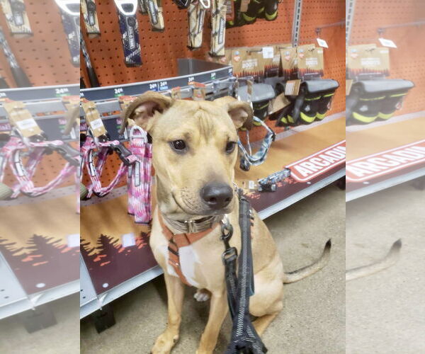 Medium Photo #10 Mutt Puppy For Sale in Oro Medonte, Ontario, Canada