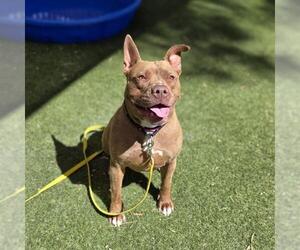 American Bulldog-Unknown Mix Dogs for adoption in Las Vegas, NV, USA