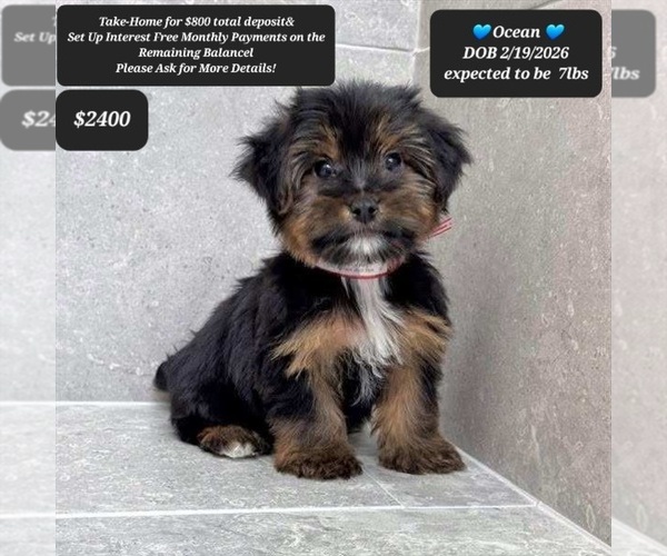 Medium Photo #1 Yorkshire Terrier Puppy For Sale in TUCSON, AZ, USA