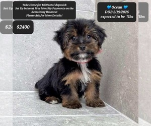 Yorkshire Terrier Puppy for sale in TUCSON, AZ, USA