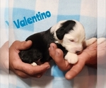 Small Photo #7 Sheepadoodle Puppy For Sale in EASLEY, SC, USA