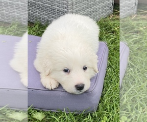 Great Pyrenees-Maremma Sheepdog Mix Puppy for sale in BREWERTON, NY, USA