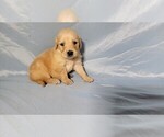 Puppy Bingo Golden Retriever