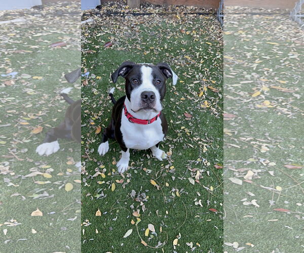 Medium Photo #3 Bullypit Puppy For Sale in SACRAMENTO, CA, USA