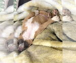 Small #3 American Pit Bull Terrier Mix