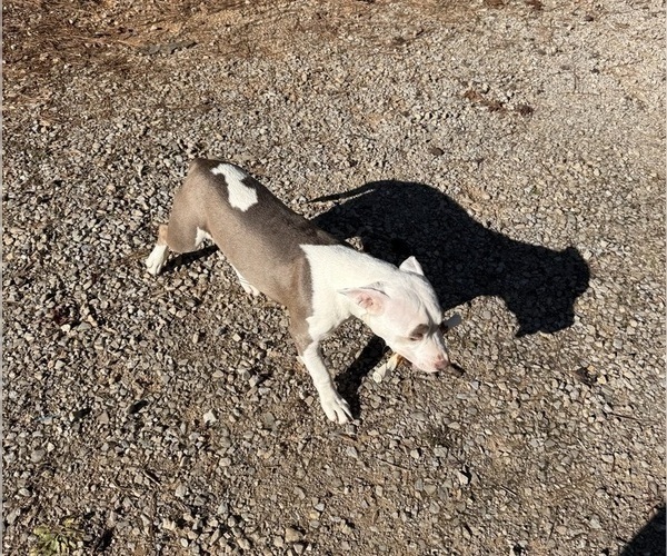 Medium Photo #3 American Pit Bull Terrier-American Staffordshire Terrier Mix Puppy For Sale in RINGGOLD, GA, USA