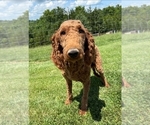 Small Photo #1 Goldendoodle Puppy For Sale in COLLINSVILLE, IL, USA