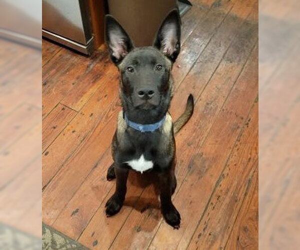 Medium Photo #1 Catahoula Leopard Dog-Unknown Mix Puppy For Sale in Stevens Point, WI, USA