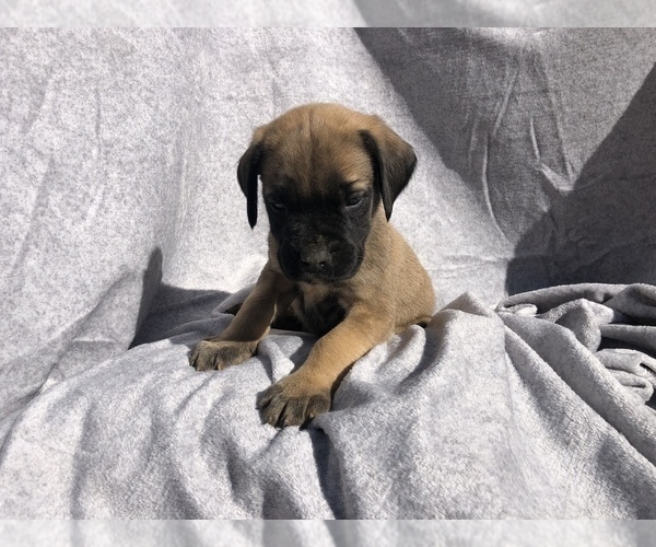 Medium Photo #7 Mastiff Puppy For Sale in BRANTLEY, AL, USA