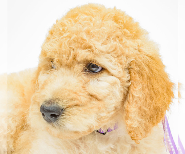Medium Photo #5 Poodle (Standard) Puppy For Sale in CEDAR CITY, UT, USA