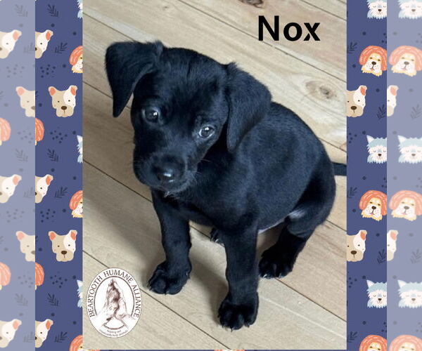 Medium Photo #1  Puppy For Sale in , 