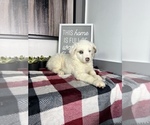 Small Photo #6 Australian Shepherd Puppy For Sale in FRANKLIN, IN, USA