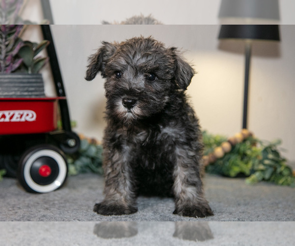 Medium Photo #1 Schnauzer (Miniature) Puppy For Sale in SHILOH, OH, USA