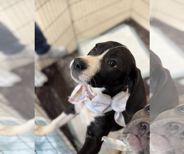 Medium Photo #2 Labrador Retriever-Unknown Mix Puppy For Sale in Holly Springs, NC, USA