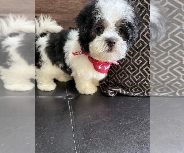 Medium Photo #2 Lhatese-Maltese Mix Puppy For Sale in RICHMOND, IL, USA