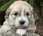 Puppy 6 Great Pyrenees-Poodle (Miniature) Mix