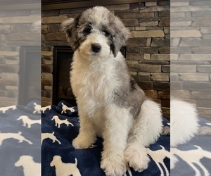 Bernedoodle Puppy for sale in NOBLESVILLE, IN, USA