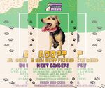 Small #10 Beagle-Chihuahua Mix