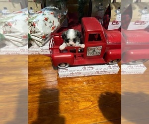 Maltipoo Puppy for sale in SALUDA, SC, USA
